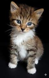 Shelter Stray Female Cat last seen FOSTER RETURN, Jacksonville, FL 32204
