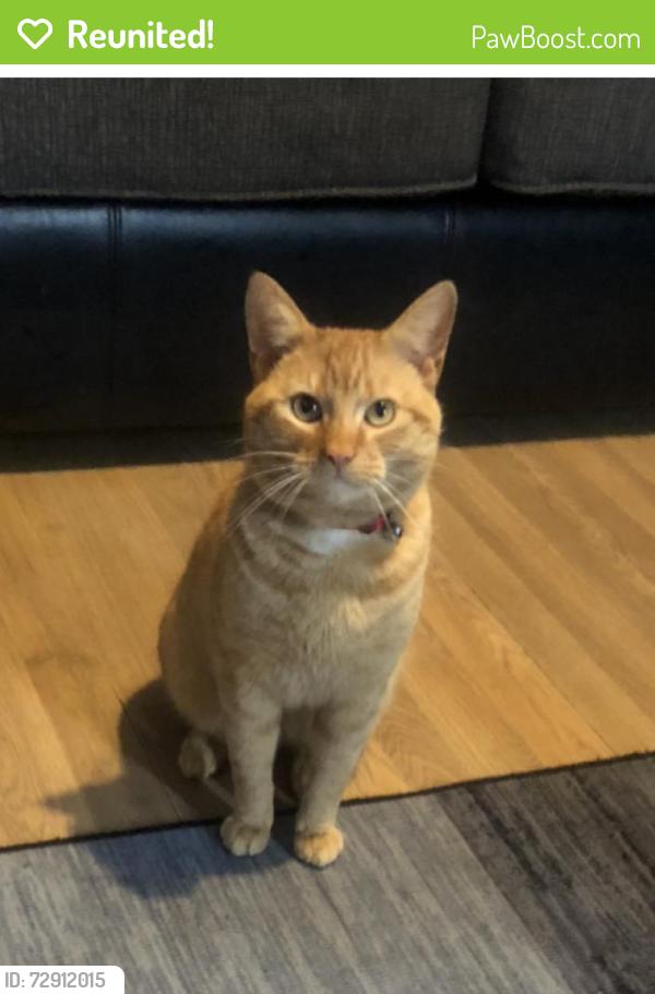 Reunited Male Cat last seen Chorlton , Greater Manchester, England M21