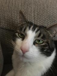 Lost Male Cat last seen Island View Drive, Centerville, UT 84014