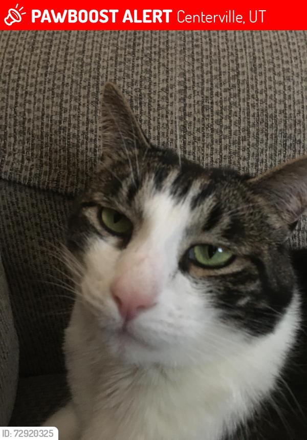 Lost Male Cat last seen Island View Drive, Centerville, UT 84014