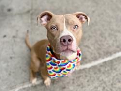 Shelter Stray Male Dog last seen Soundview Park, BRONX, NY, 10473, New York, NY 10029