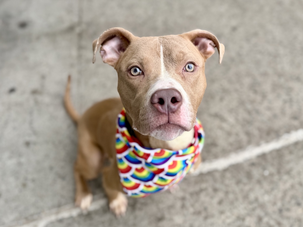 Shelter Stray Male Dog last seen Soundview Park, BRONX, NY, 10473, New York, NY 10029