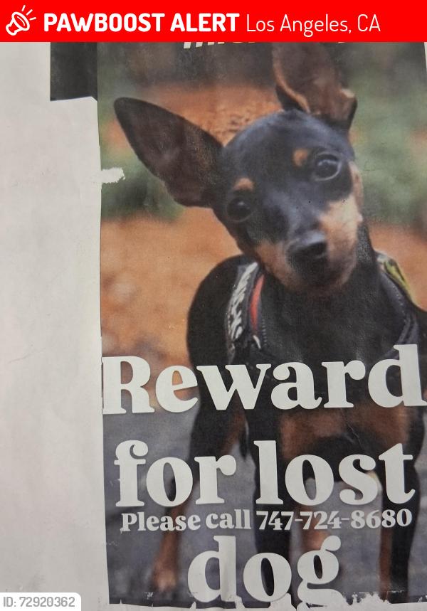 Lost Female Dog last seen Lankenship, Los Angeles, CA 91606