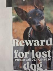 Lost Female Dog last seen Lankenship, Los Angeles, CA 91606