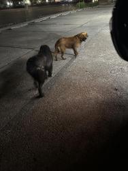 Found/Stray Unknown Dog last seen N new braunfels, San Antonio, TX 78234