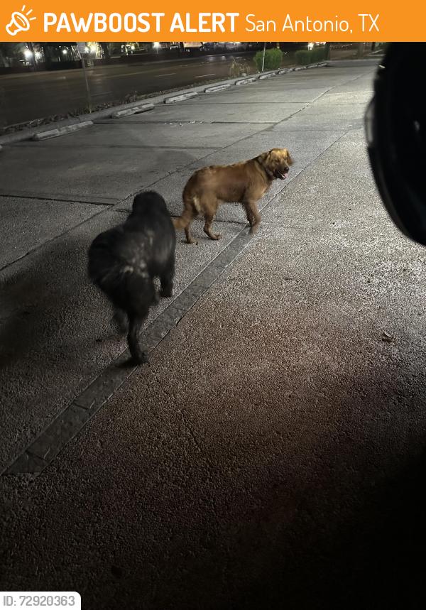 Found/Stray Unknown Dog last seen N new braunfels, San Antonio, TX 78234