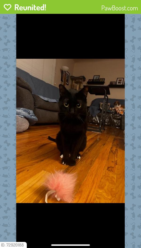 Reunited Male Cat last seen Copper & Laguayra Rd NE, Albuquerque, NM 87108