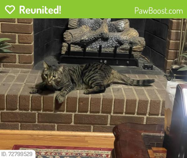 Reunited Male Cat last seen A coco dr, Midlothian, VA 23112