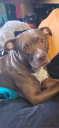 Reunited Female Dog last seen Lake mead and ivy , Henderson, NV 89015