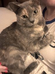 Reunited Female Cat last seen Buena Vista St, Pittsburgh, PA 15212