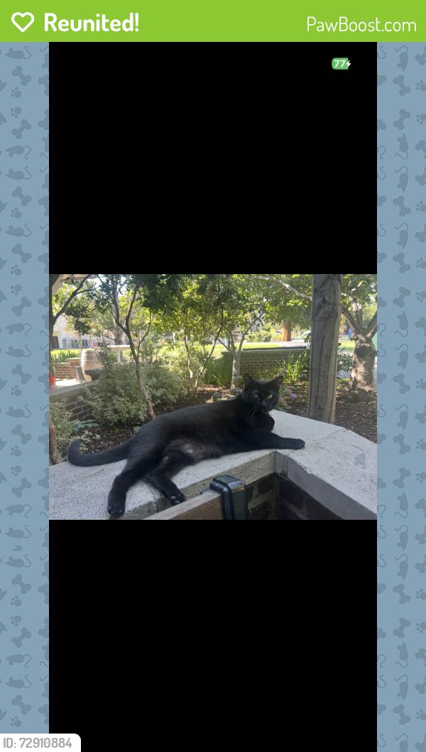 Reunited Female Cat last seen Virginia St at Chestnut St , Berkeley, CA 94702