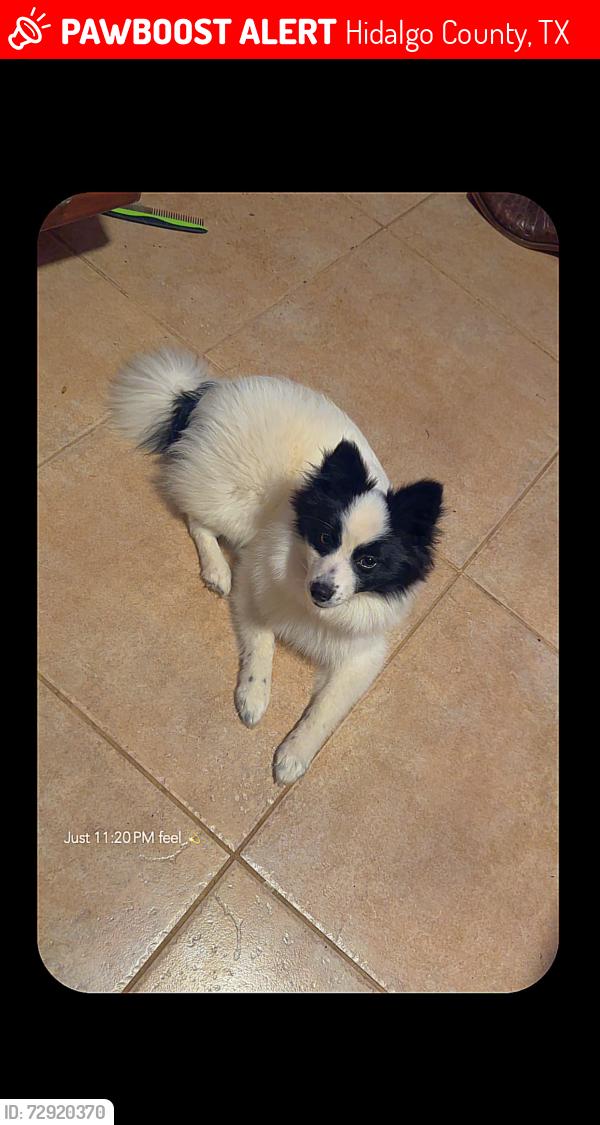 Lost Female Dog last seen Near Carmen Ávila Elementary, Hidalgo County, TX 78542