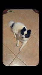 Lost Female Dog last seen Near Carmen Ávila Elementary, Hidalgo County, TX 78542