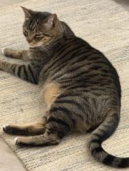 Lost Male Cat last seen The preserves at harbison, Vacaville, CA 95687