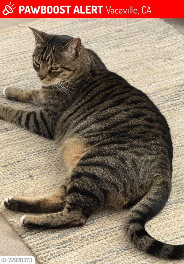 Lost Male Cat last seen The preserves at harbison, Vacaville, CA 95687
