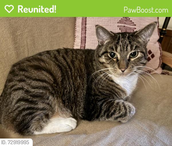 Reunited Male Cat last seen just west of Erb Park, Appleton, WI 54911