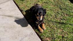 Reunited Male Dog last seen third and proctor ave, La Puente, CA 91746