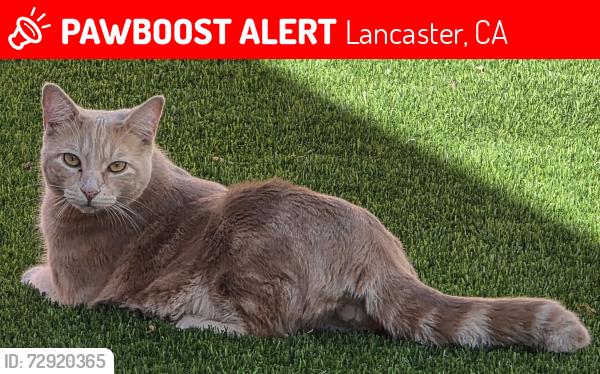 Lost Male Cat last seen Kingtree Avenue and West Avenue H1, Lancaster, Lancaster, CA 93534