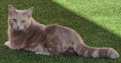 Lost Male Cat last seen Kingtree Avenue and West Avenue H1, Lancaster, Lancaster, CA 93534