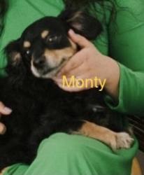 Reunited Male Dog last seen Pamela Kay Ln, 3rd street, La Puente, CA 91746