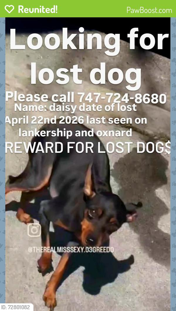 Reunited Female Dog last seen Lankship Oxnard , Los Angeles, CA 91601
