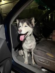 Found/Stray Male Dog last seen Near E Arrow Hwy Pomona, CA  91767 United States, Pomona, CA 91767