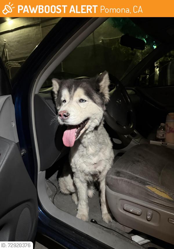 Found/Stray Male Dog last seen Near E Arrow Hwy Pomona, CA  91767 United States, Pomona, CA 91767