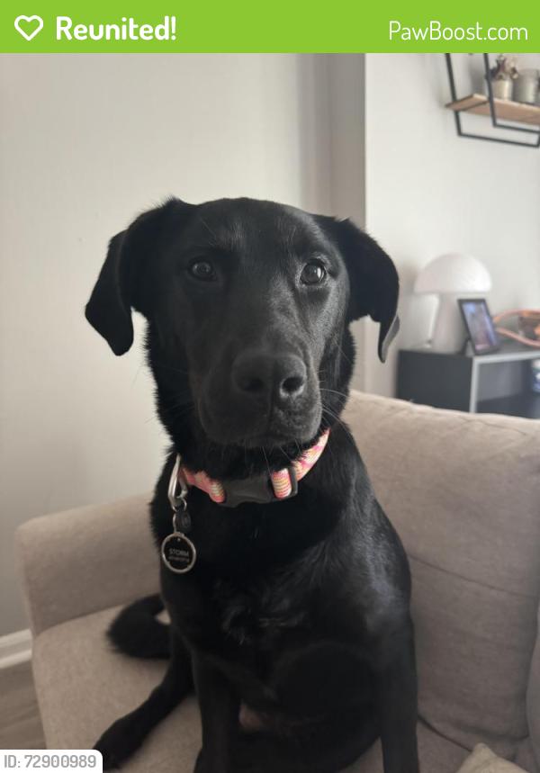Reunited Female Dog last seen Ashbury Park Ln, North Carolina 28574, USA, Onslow County, NC 28574