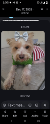 Lost Female Dog last seen Carson and crenshaw, Torrance, CA 90503