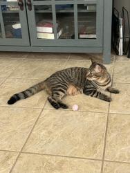 Reunited Male Cat last seen Home, Houston, TX 77095
