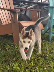 Reunited Female Dog last seen Near SW 219th St, Goulds, FL 33170, USA, Goulds, FL 33170