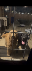 Found/Stray Male Dog last seen Vernon and Todd, Azusa, CA 91702