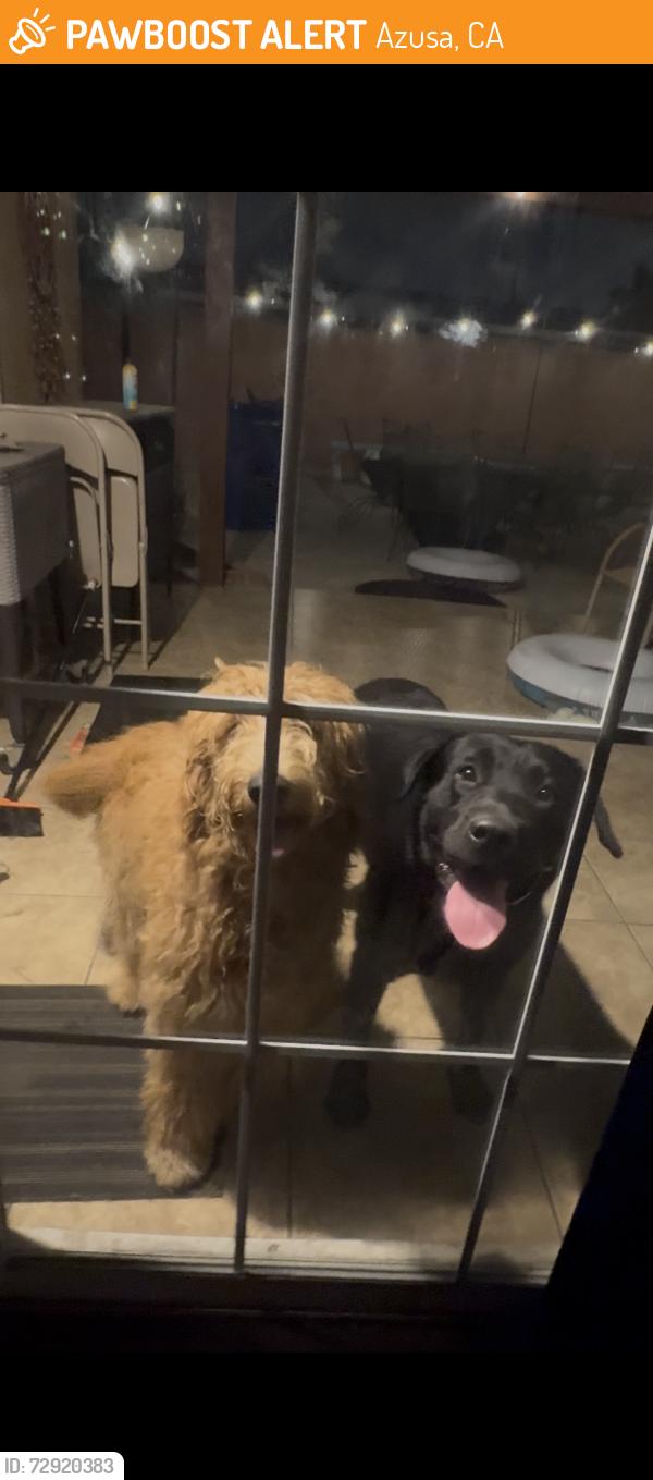 Found/Stray Male Dog last seen Vernon and Todd, Azusa, CA 91702