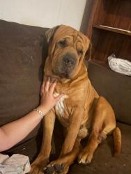 Reunited Male Dog last seen Tuart Hill, Tuart Hill, WA 6060