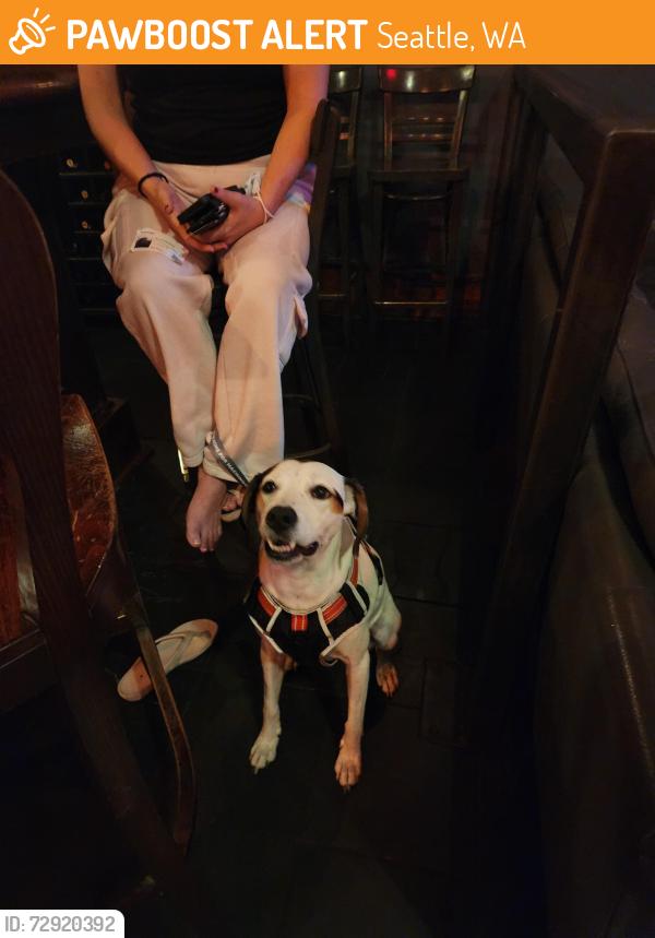 Found/Stray Female Dog last seen Harry's , Seattle, WA 98122