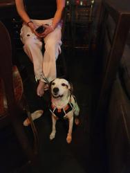 Found/Stray Female Dog last seen Harry's , Seattle, WA 98122