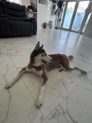 Reunited Female Dog last seen Near SW 219th St, Goulds, FL 33170, USA, Goulds, FL 33170