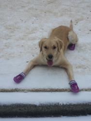 Reunited Female Dog last seen Bowl St, Charlotte, NC 28277
