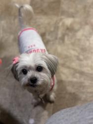Reunited Female Dog last seen Vickie Lynn dr, Warner Robins, GA 31093