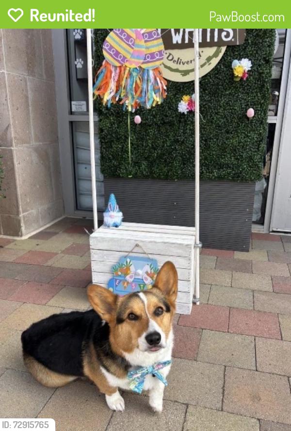 Reunited Male Dog last seen Sunset Crossing Rd, Diamond Bar, CA 91765, USA, Diamond Bar, CA 91765