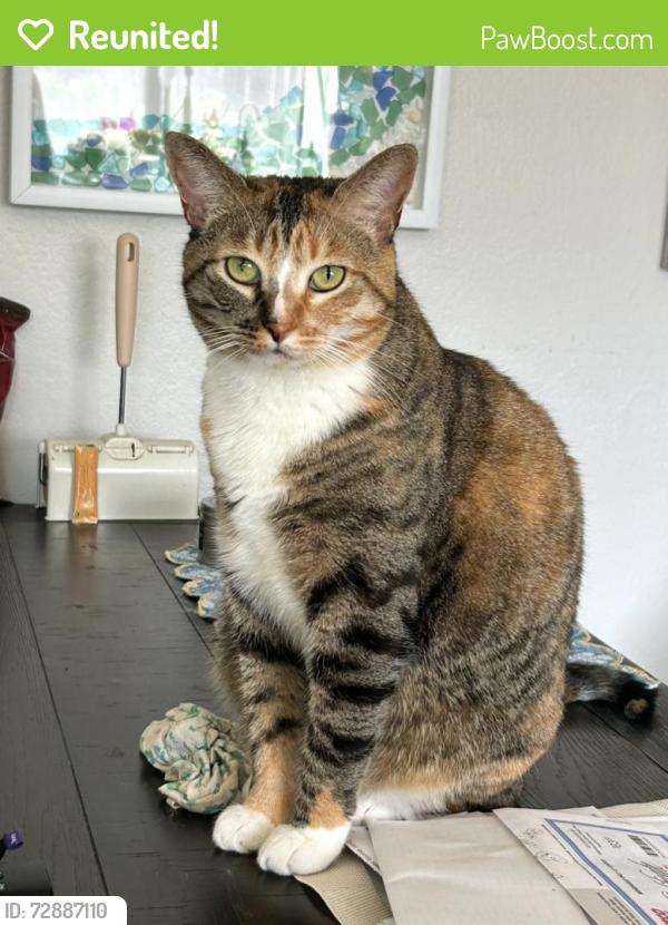 Reunited Female Cat last seen River Rd & Corydon St, between CVS/Stater Bros and Stagecoach Park , Corona, CA 92878