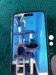 Lost Male Cat last seen Barnes crescent, next to top chef chinese takeaway, Nottinghamshire, England NG17