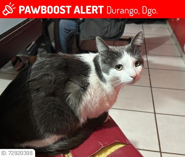 Lost Male Cat last seen Ignacio de la llave y Ley el alacrán , Durango, Dgo. 34167