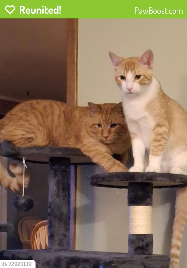Reunited Male Cat last seen Near Melissa Street  Menasha , Menasha, WI 54952