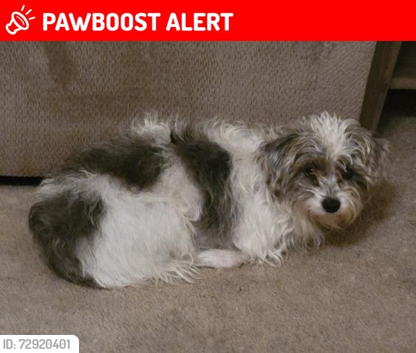 Lost Male Dog last seen Haven and Carrari, Rancho Cucamonga, CA 91737