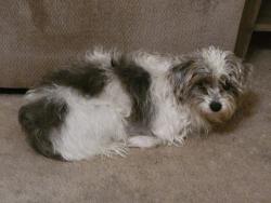 Lost Male Dog last seen Haven and Carrari, Rancho Cucamonga, CA 91737