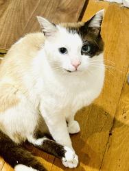 Reunited Male Cat last seen The Glen, Wheelers Hill, VIC 3150