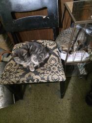 Lost Female Cat last seen South 55th n faucet tacoma wa, Tacoma, WA 98408