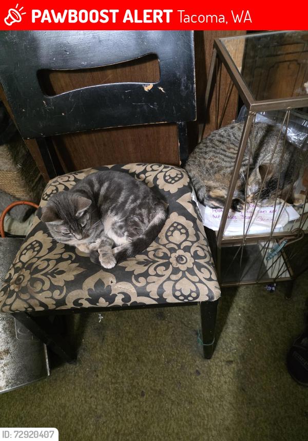 Lost Female Cat last seen South 55th n faucet tacoma wa, Tacoma, WA 98408