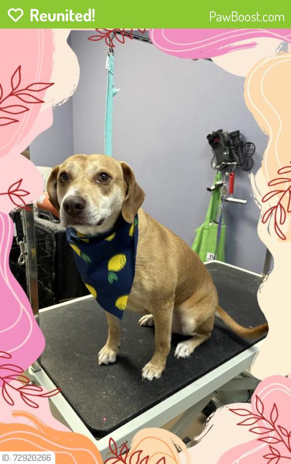 Reunited Female Dog last seen W Mount Comfort Road & Garland Ave. by the Harp’s, Fayetteville, AR 72703